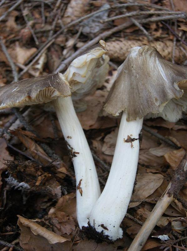 ritrovamento del 9/7